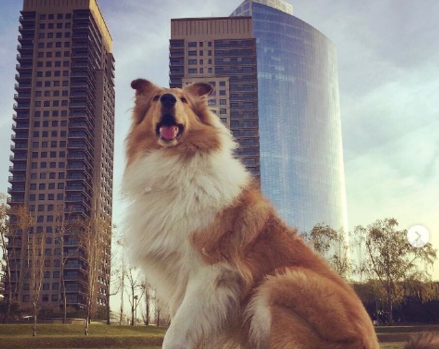 Прощание с псом: Альберто Фернандес оплакивает смерть своего друга Дилана