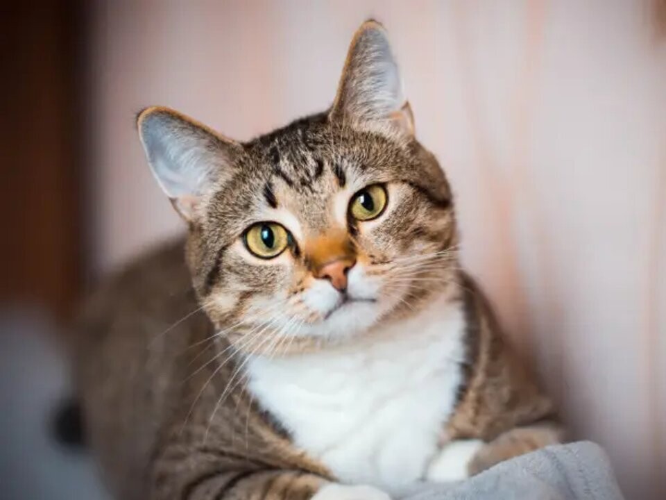 Celebration of Cat Day in Argentina