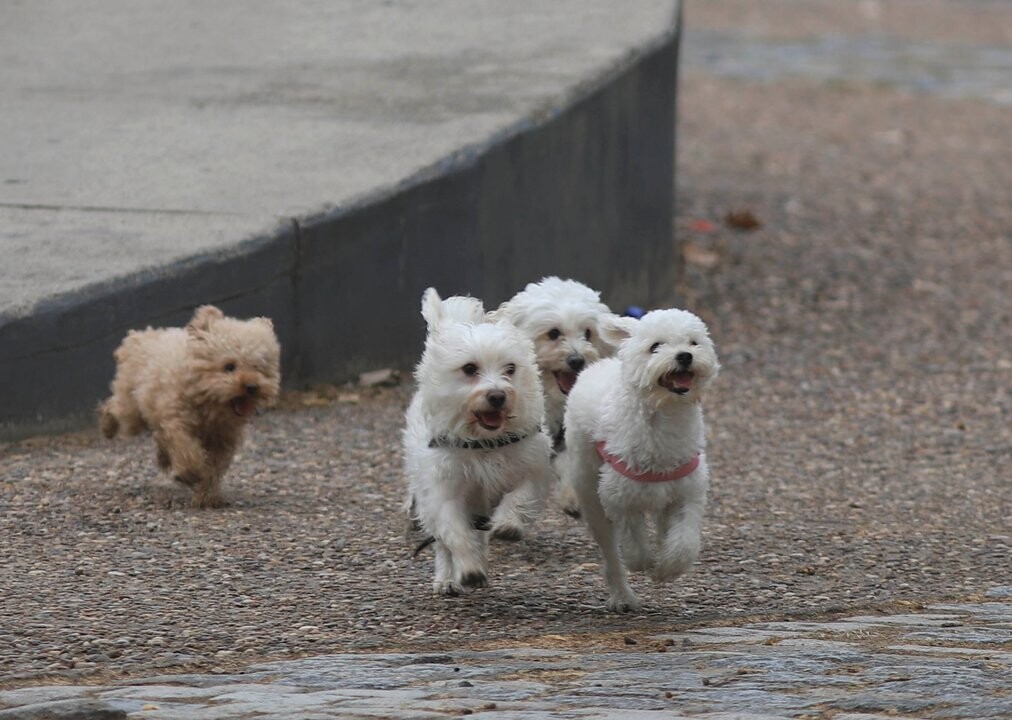 Argentine Woman Kills Dogs and Herself