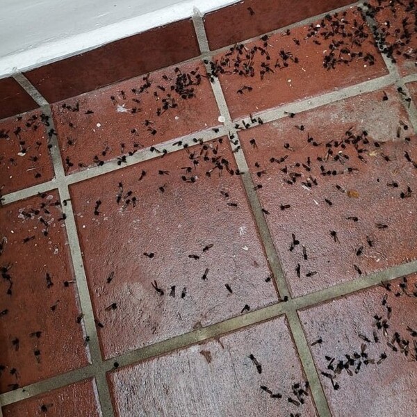 Волна летающих муравьев снова накрыла Буэнос-Айрес