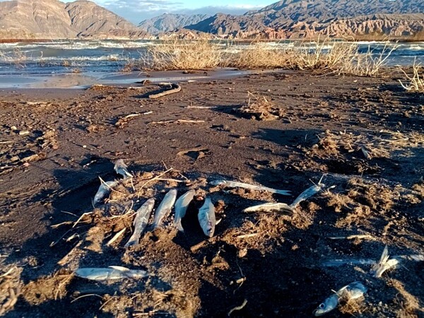 Массовая гибель рыб в Сан-Хуане: жители обвиняют власти в сокрытии информации