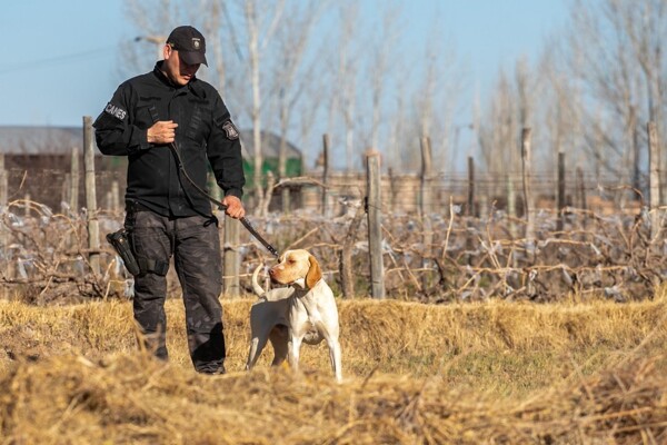 Police dog helps find man with mental health issues in Mendoza