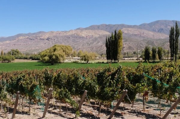Bodegas de Jujuy buscan posicionarse como destinos turísticos de primer nivel