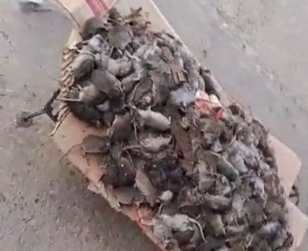 Нашествие крыс вызывает опасения по поводу здоровья в Санта-Фе