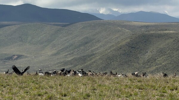 В Аргентине зафиксировано рекордное скопление андских кондоров