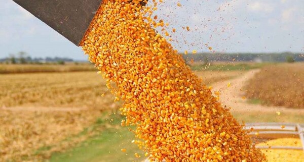 CEEA призывает сократить экспортные пошлины