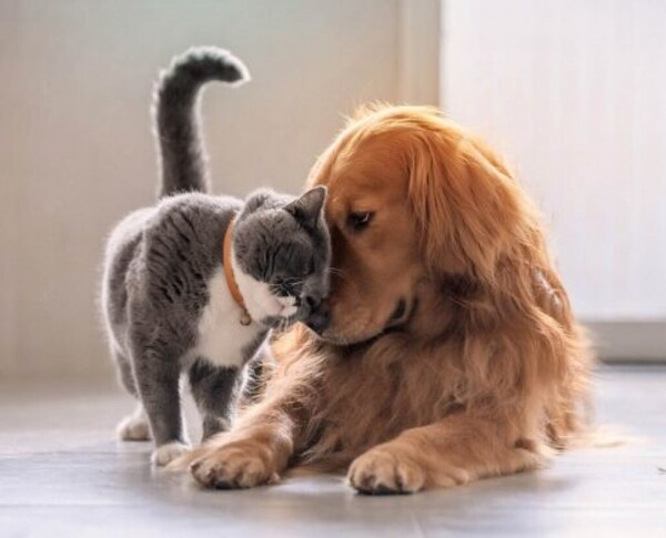 阿根廷呼吁宠物寄生虫的自觉预防