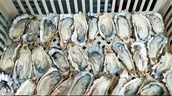 Аргентинские ученые создали первый национальный соус из инвазивных устриц