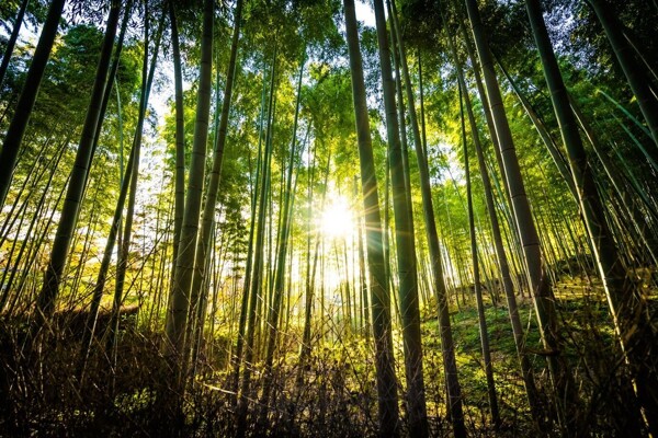 Meaning of Bamboo: Resilience and Positive Energy