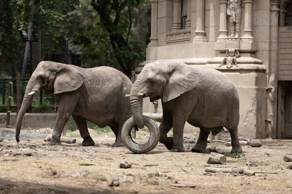 The death of the elephant Kuki in Buenos Aires