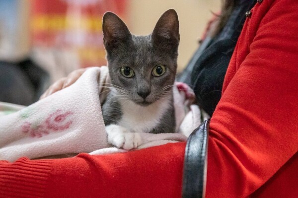 Lanús Municipality Launches New Free Pet Sterilization Campaign