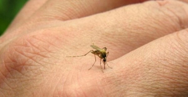 Argentina Reports 47 Cases of Chikungunya Fever