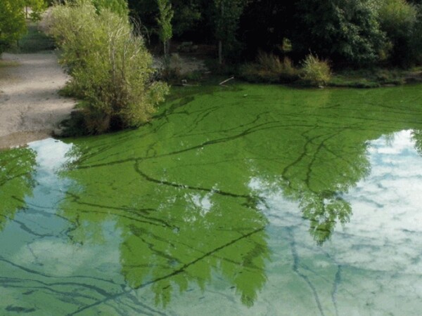 Цианобактерии в провинции Буэнос-Айрес вызывают тревогу