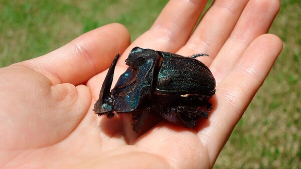 История эволюции навозных жуков переписана аргентинскими учеными