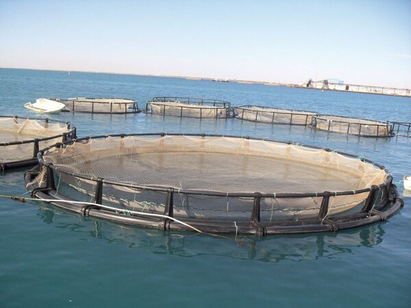 Tierra del Fuego Legislature Approves Sustainable Aquaculture Law