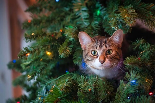 How to Protect Your Christmas Tree from Cats