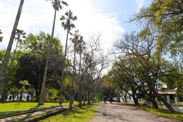 Argentina Declares Phytosanitary Emergency Over Red Palm Weevil