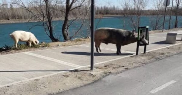 Wild Boars Spotted in Argentine Residential Complex