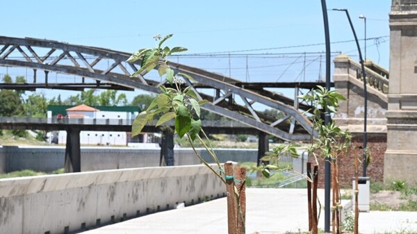 Муниципалитет Лухана продвигает план по озеленению берегов реки