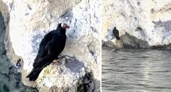 Mendoza Sets Record for Andean Condor Sightings