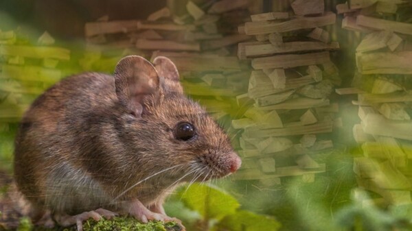 Рост случаев хантавируса в стране: ежедневные меры предосторожности