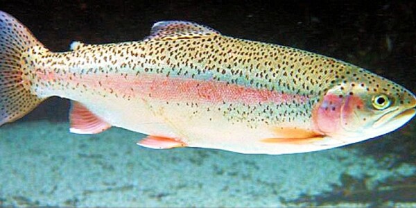 Пятеро аргентинцев оштрафованы за незаконный вылов рыбы