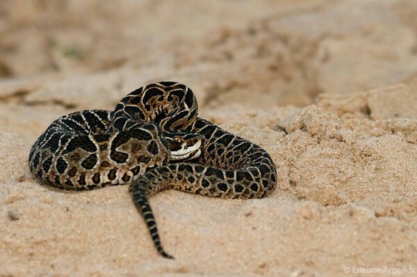 阿纳图亚青少年遭毒蛇咬伤