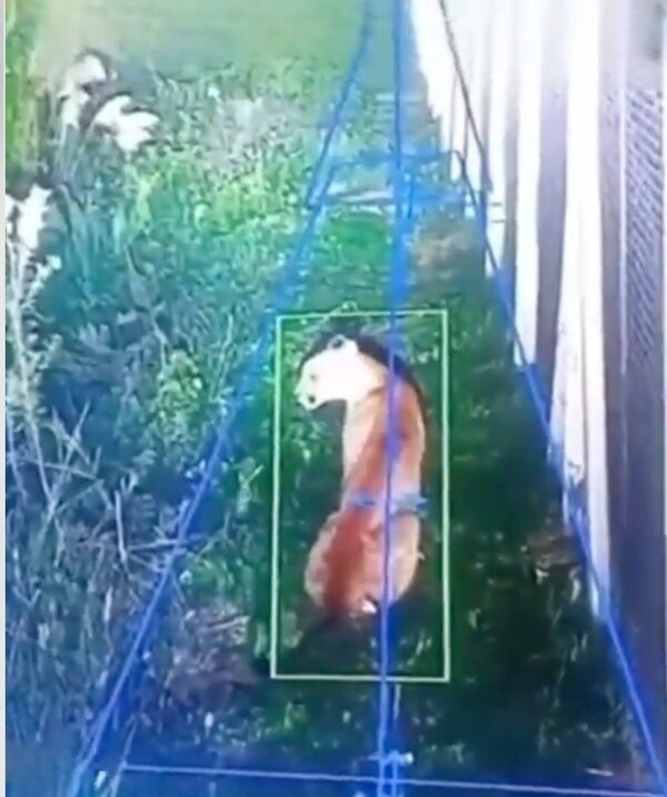 Wild Puma Spotted in Buenos Aires Suburb