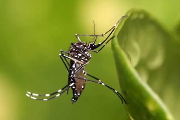 Córdoba Launches Dengue Navigator Initiative