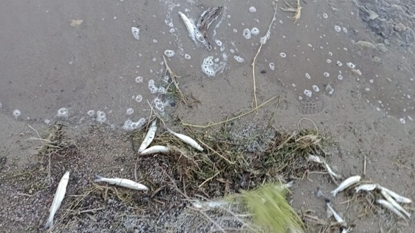 Массовая гибель рыб в Сан-Хуане: экологи обвиняют горнодобывающую компанию