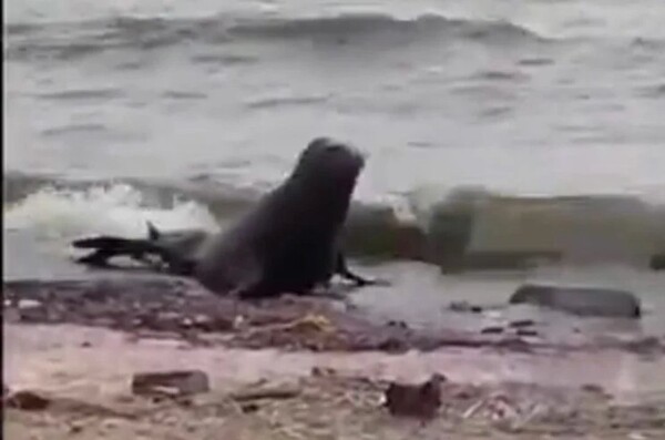 Sea Lion Appears in Buenos Aires