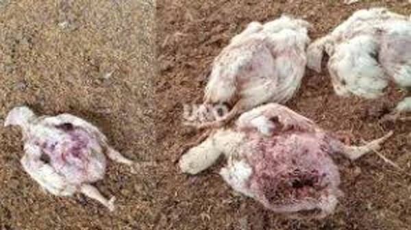 圣菲农场遭狗群袭击，2000只鸡死亡