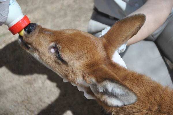 Two men sentenced to prison for killing deer