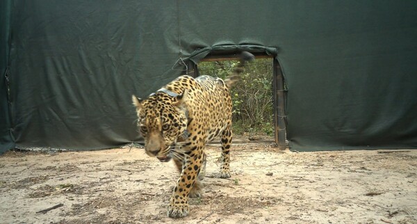 Радиошейник убитой ягуарихи найден в реке в Аргентине