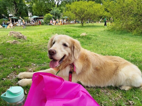Buenos Aires Sets World Record for Most Golden Retrievers