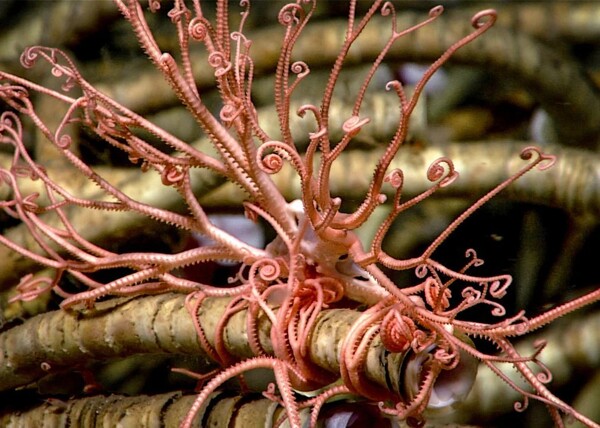 Argentine Scientists Explore Chemosynthetic Ecosystems at 4,500 Meters Depth