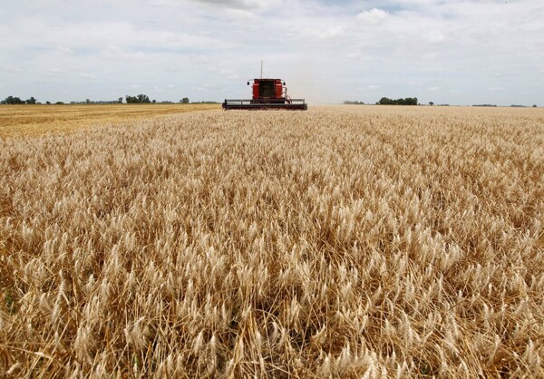 Soybean harvest exceeds expectations despite adversities