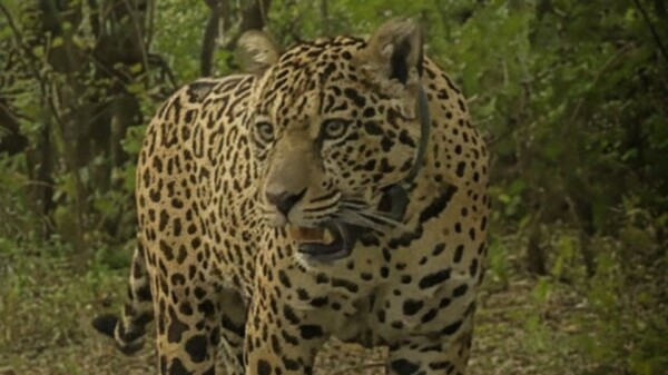 В Аргентине объявили награду в 250 миллионов песо за информацию об исчезновении ягуара