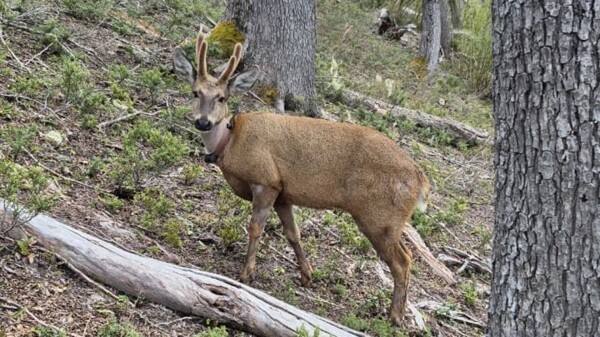 Гуэмул «Невенче» пересек границу из Чили в Аргентину