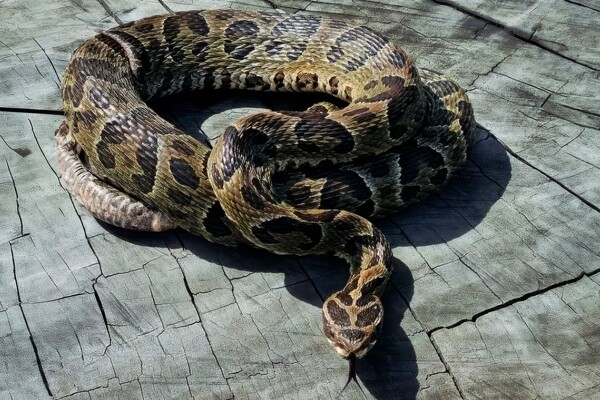 El Gobierno de Entre Ríos emite recomendaciones sobre mordeduras de serpientes