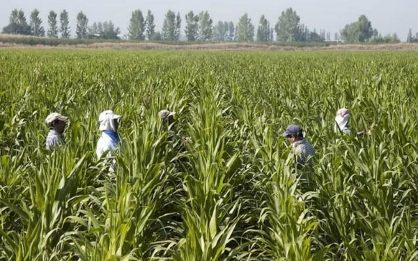 阿根廷农村的奴隶制劳动