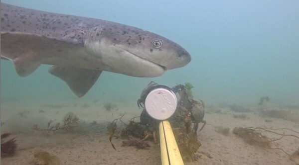Argentina: Investigan la migración del tiburón gatopardo para proteger la especie