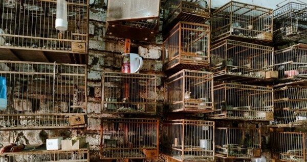 113 Wild Birds Rescued in Argentina