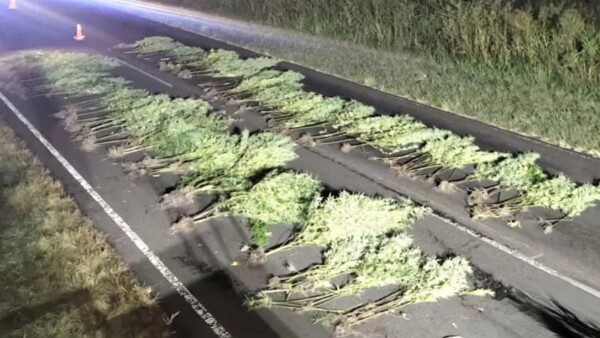 Operation in Entre Ríos: 180 cannabis plants found