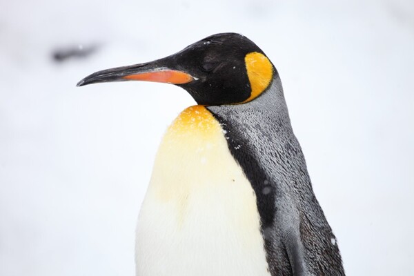 King Penguin Rescued in Buenos Aires