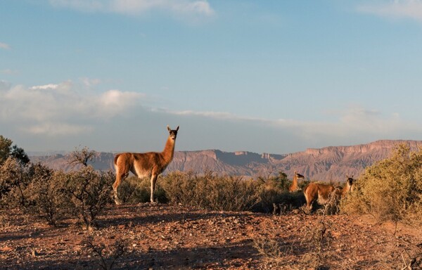 Аргентина, Ла-Риоха: Мука, базилик и традиция