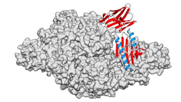 Ученые Аргентины разработали наноантитела против атаксии Фридreich