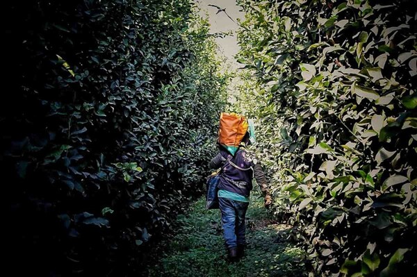 Argentina: Rural Workers Return to Dictatorship-era Conditions