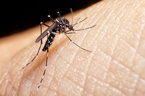 New Dengue Vaccination Plan for Buenos Aires