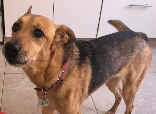 Mendoza Court Recognizes Animals as 'Sentient Beings'